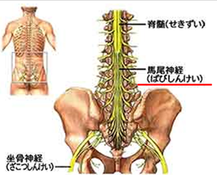 脊髄・馬尾神経の図